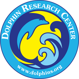 Dolphin Research