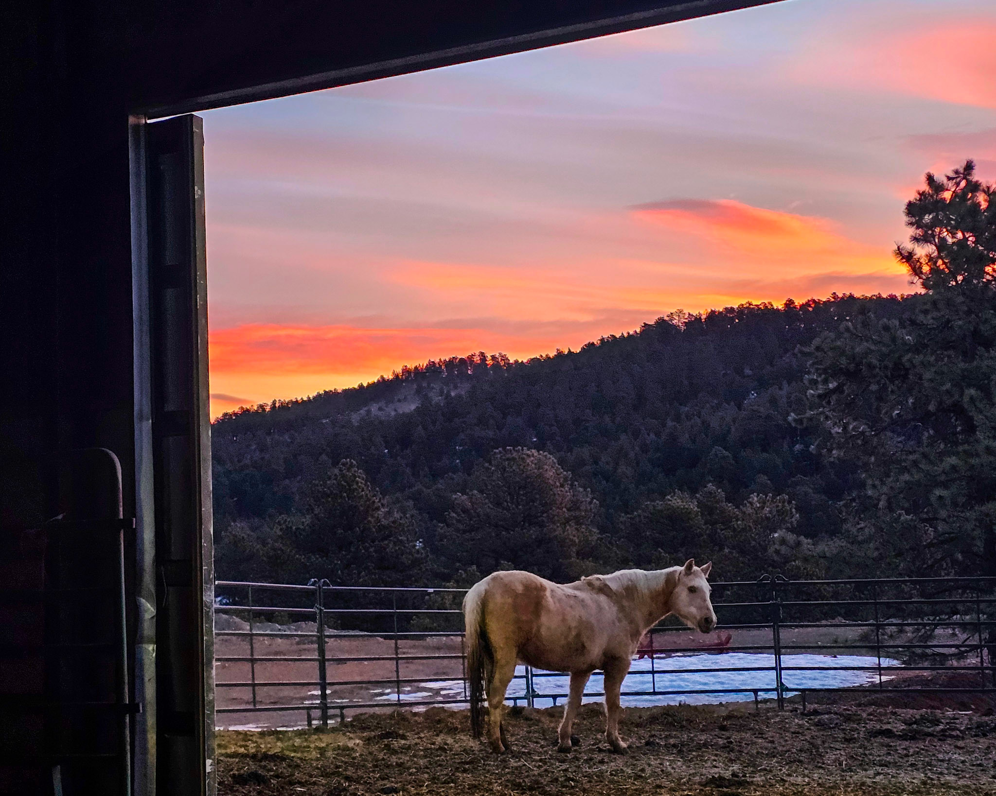 Sunset Horse