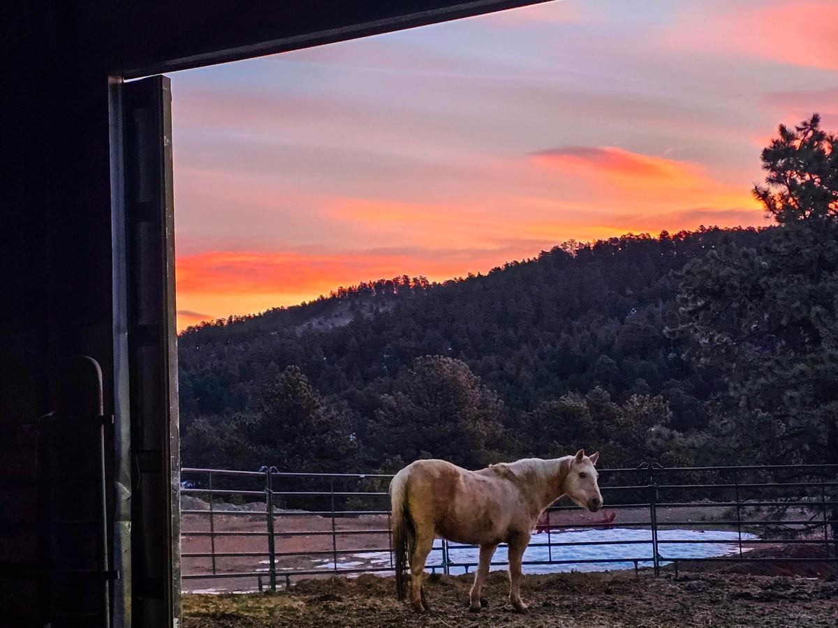 Horse Sunset