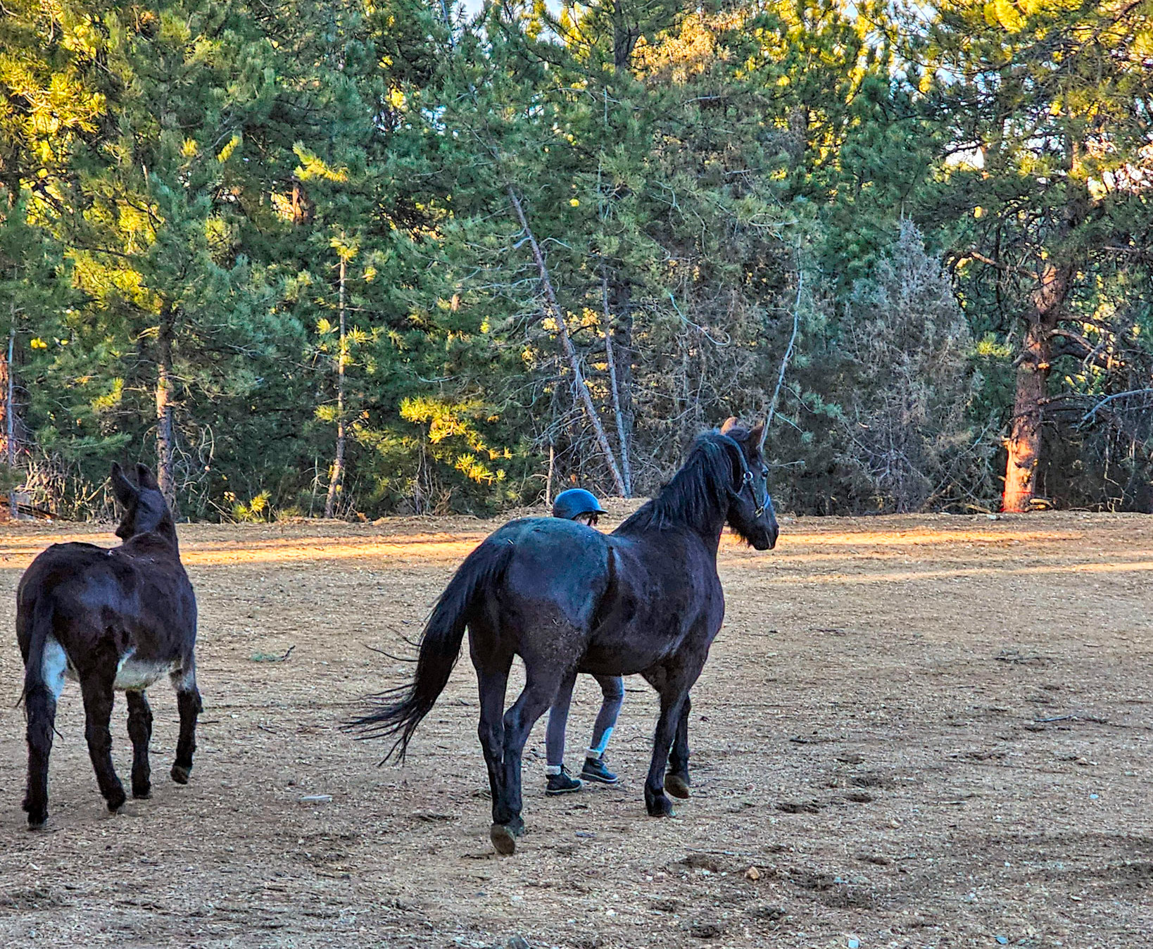 Two Black Horses