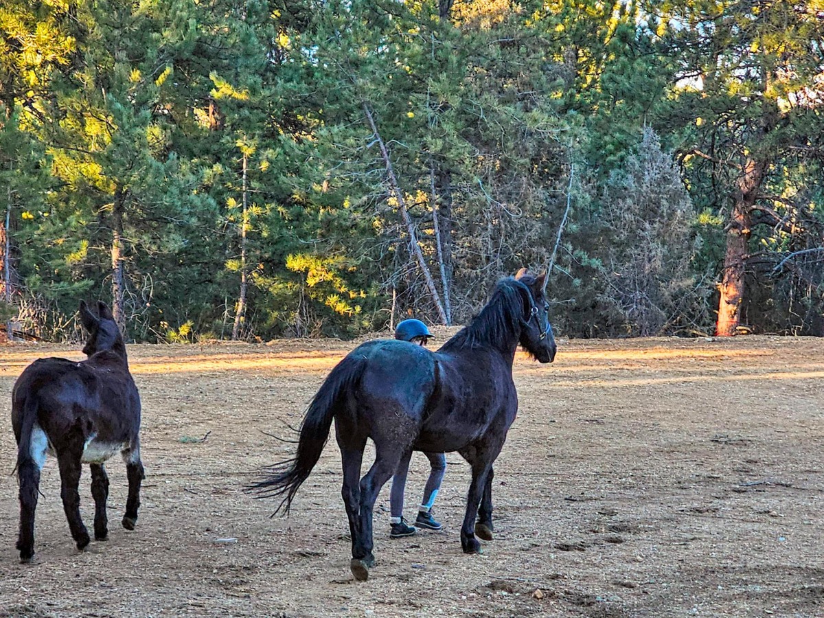 Two Black Horses