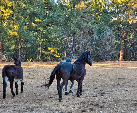 two black horses