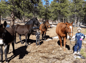 Thank you for all of the hay!
