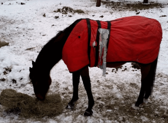 Thank you for the horse blankets!