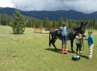 ResqRanch Volunteer Update