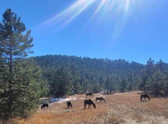 ResqRanch View for the month of May 2023