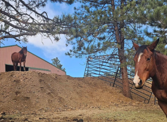 Training Vlog #1: Correctly Evaluating Behavior BEFORE Interacting with Horses