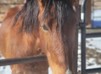 Of Quails and Horse Accidents